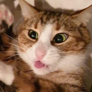 Meet your Posher, Steven